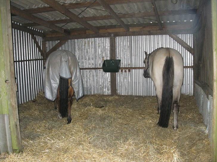 Anden særlig race (Pri) Madonna - Tak for besøget ;b Smid gerne kommentar. Der er ikke så stor variation i billederne da jeg ikke har haft hende så længe.. billede 7