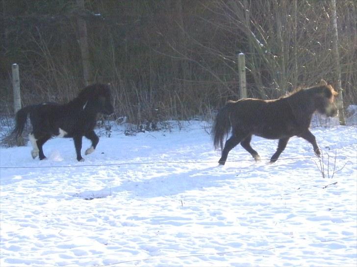 Shetlænder Sokke billede 5
