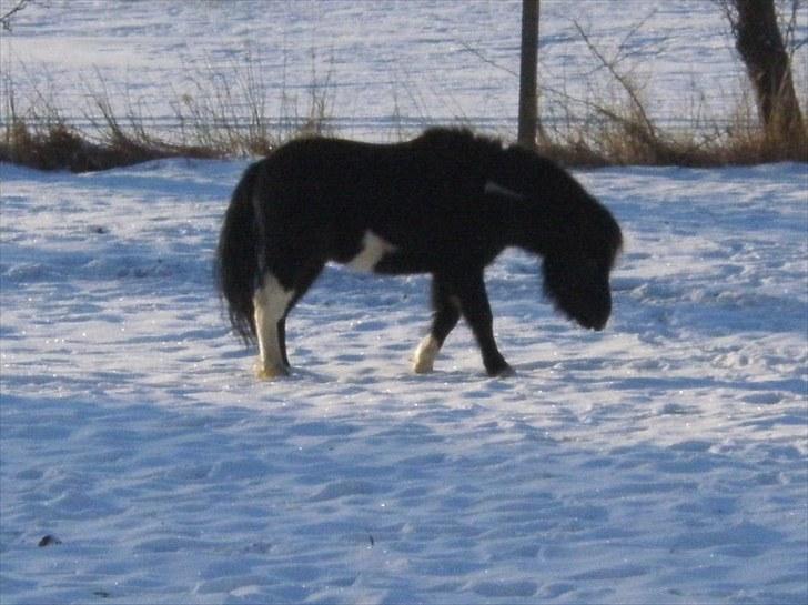 Shetlænder Sokke - Hvor er græsset blevet af ? billede 6
