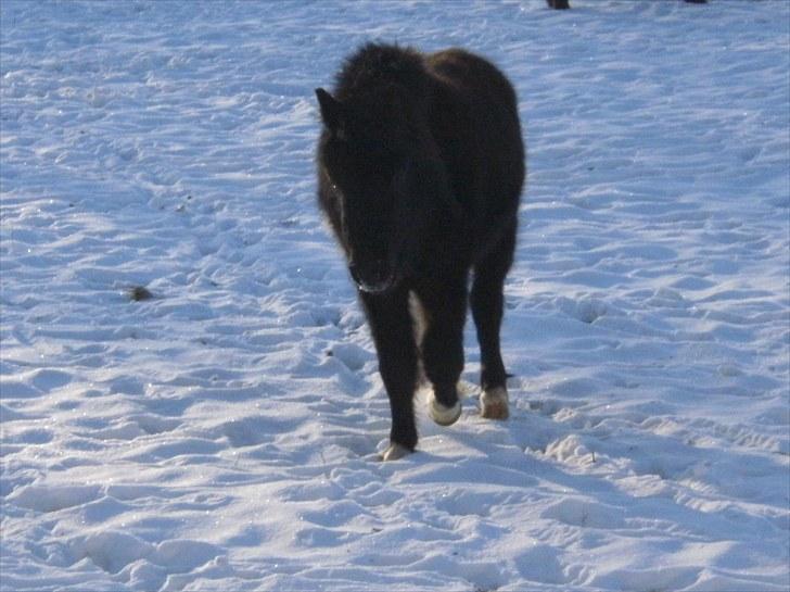 Shetlænder Sokke billede 7