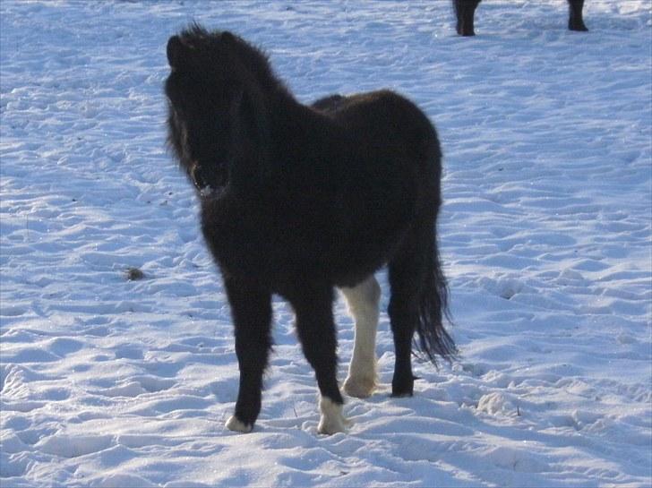Shetlænder Sokke - 2,5 år billede 8