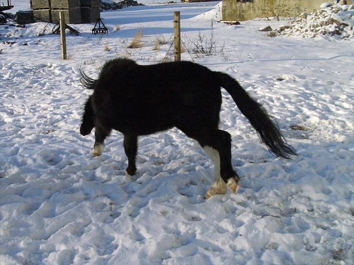 Shetlænder Sokke - Gaggede gangarter. billede 9