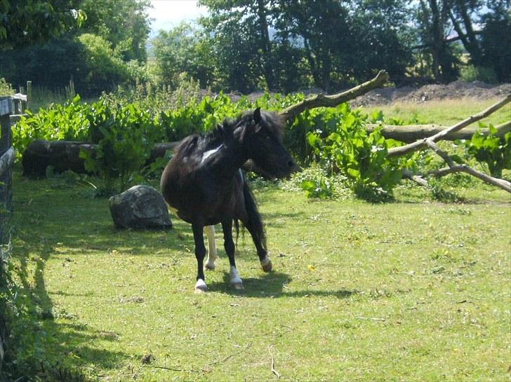 Shetlænder Sokke - Ihh...der er noget som klør. billede 10