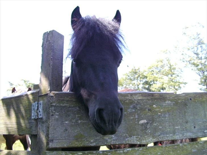 Shetlænder Sokke - Har du noget guf ? billede 11