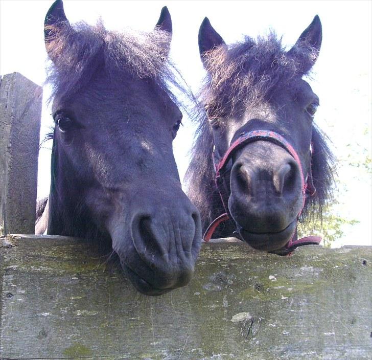 Shetlænder Sokke - Mig og min moar. billede 12