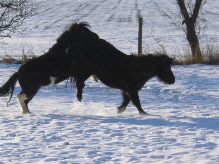 Shetlænder Sokke - ØV...mor taler med STORE BOGSTAVER, bare fordi man er lidt frisk. billede 13