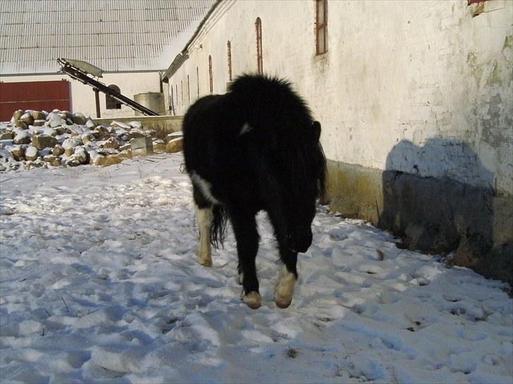 Shetlænder Sokke - Skønt med en ordentlig vinter frakke. billede 14