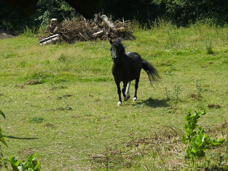 Shetlænder Sokke - 3 år. billede 15