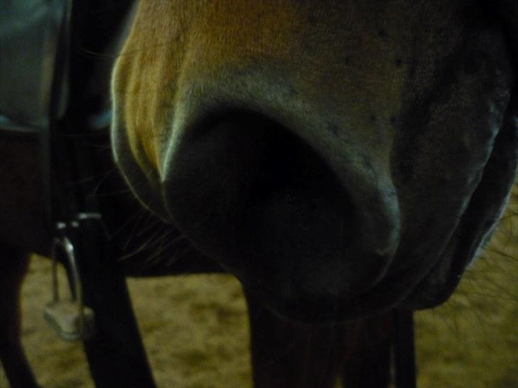 Anden særlig race Starlight billede 9