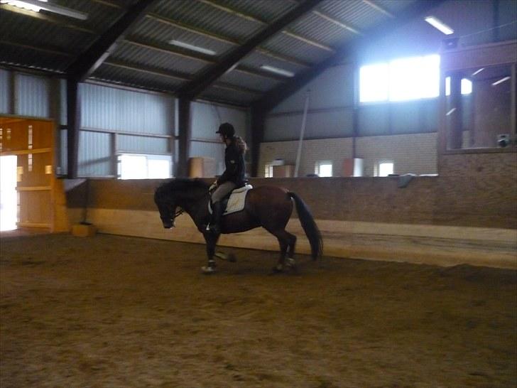 Anden særlig race Starlight billede 10