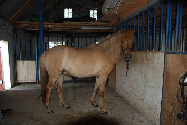 Islænder Asi fra Troldskov ( Solgt ) - Asi 3 år billede 17