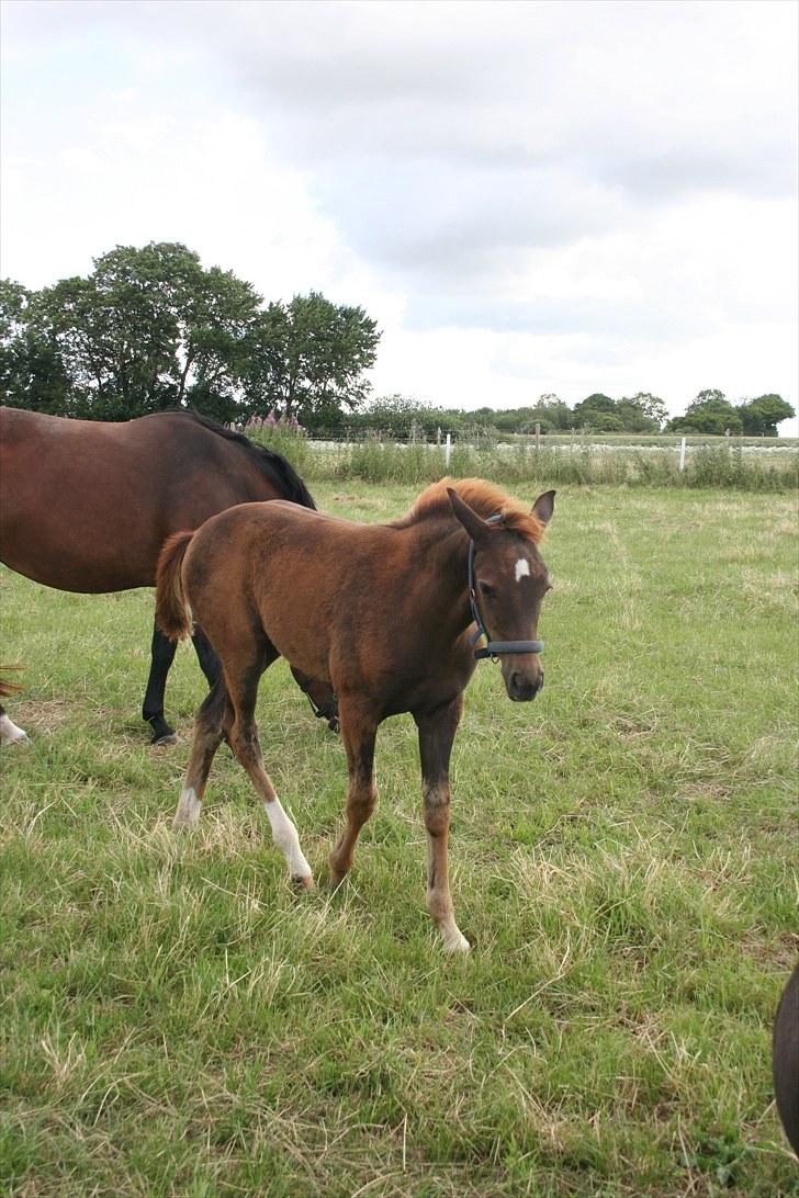 Dansk Varmblod Skovbo`s Romina billede 9