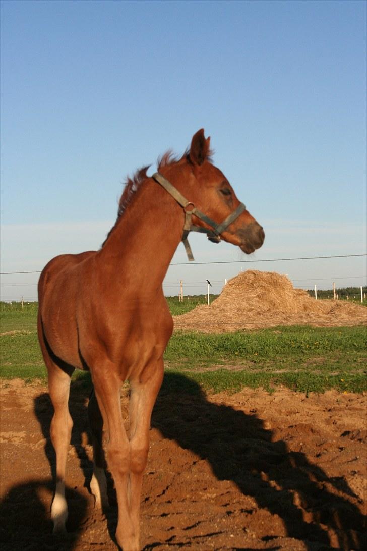 Dansk Varmblod Skovbo`s Romina - nyder aften solen billede 11