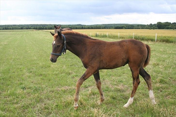 Dansk Varmblod Skovbo`s Romina - hun bliver dejlig stor billede 12