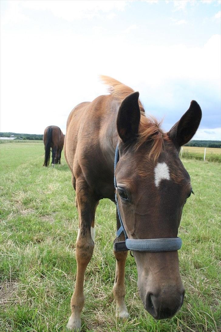 Dansk Varmblod Skovbo`s Romina - nysgerrig billede 13