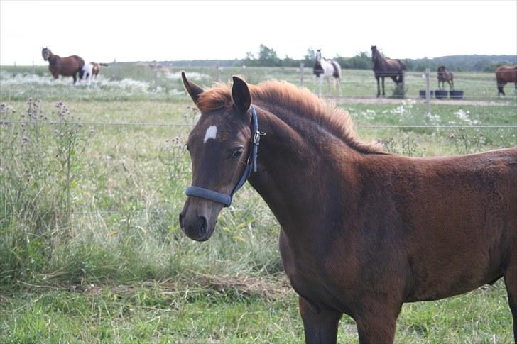 Dansk Varmblod Skovbo`s Romina billede 14