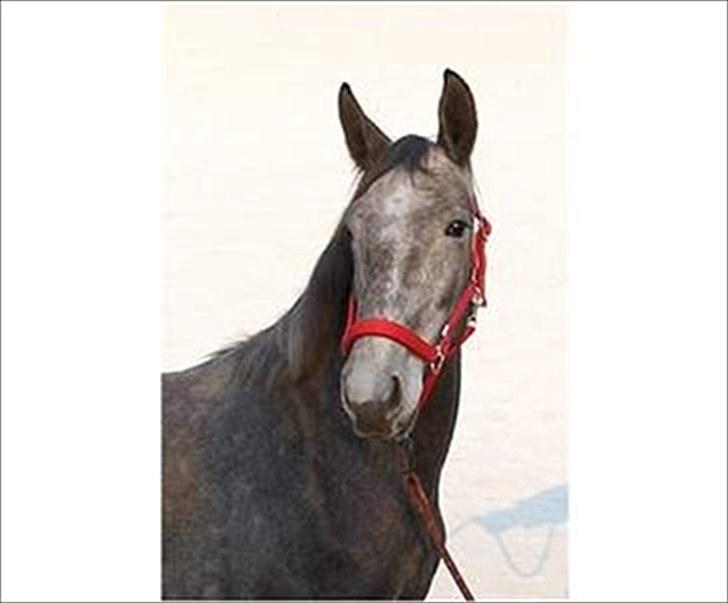 Anden særlig race Mosegaards Cayenne billede 1