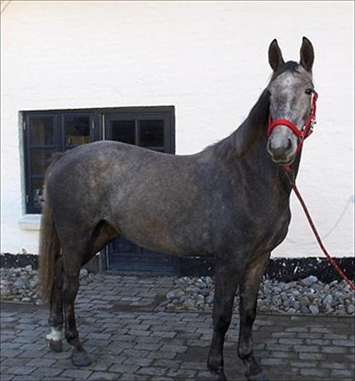 Anden særlig race Mosegaards Cayenne billede 2