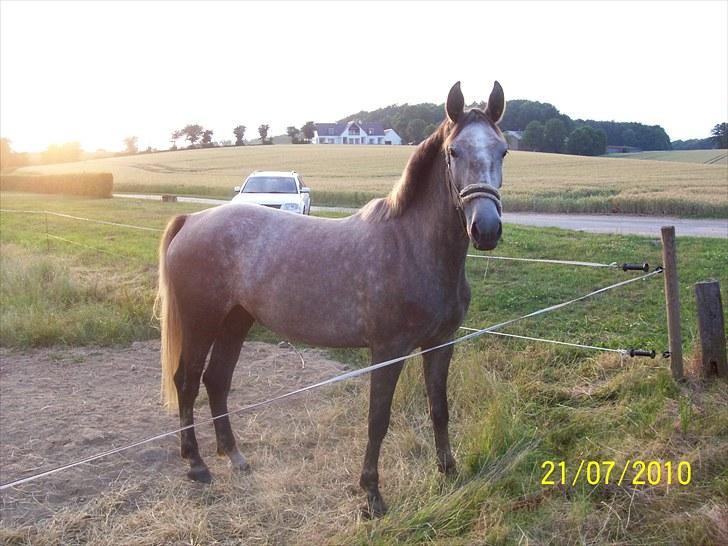Anden særlig race Mosegaards Cayenne - 21.7.2010 billede 3