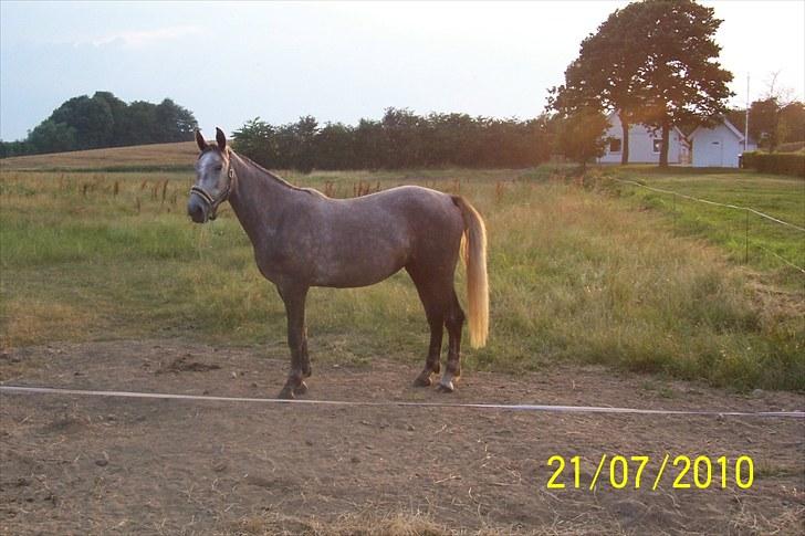 Anden særlig race Mosegaards Cayenne - 21.7.2010 billede 4