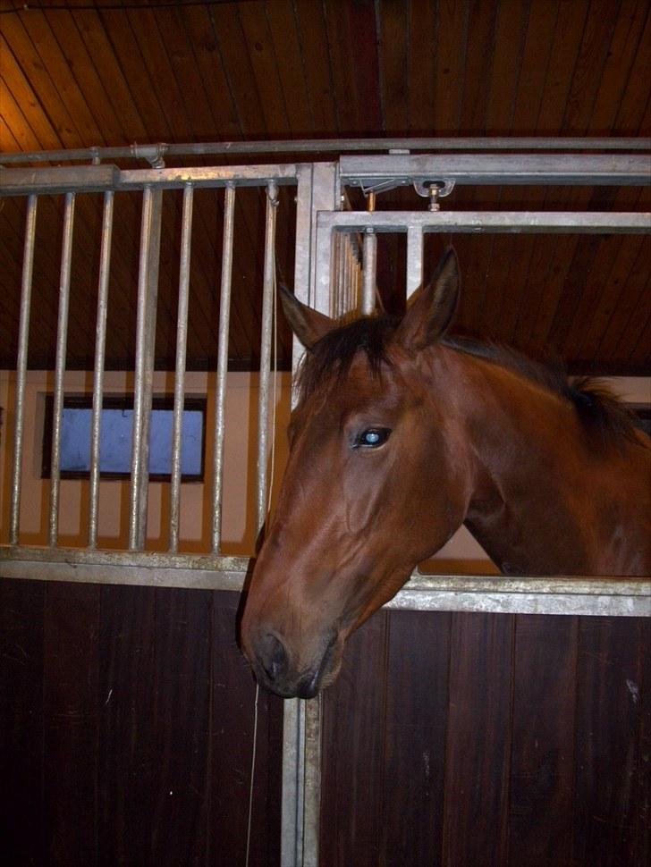 Trakehner BARCARDI ELMEGAARD  - Cardipigen kigger ud af boksvinduet (: billede 7