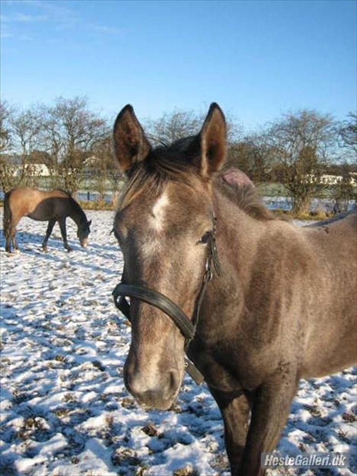 Anden særlig race Mosegaards Cayenne - som lille baby :-) billede 5
