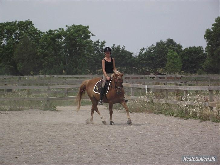 Hollandsk Sportspony Olivier - Taget af: Freja Rasmussen. billede 9