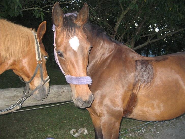 Dansk Varmblod Kiki "lynild" vogt billede 8