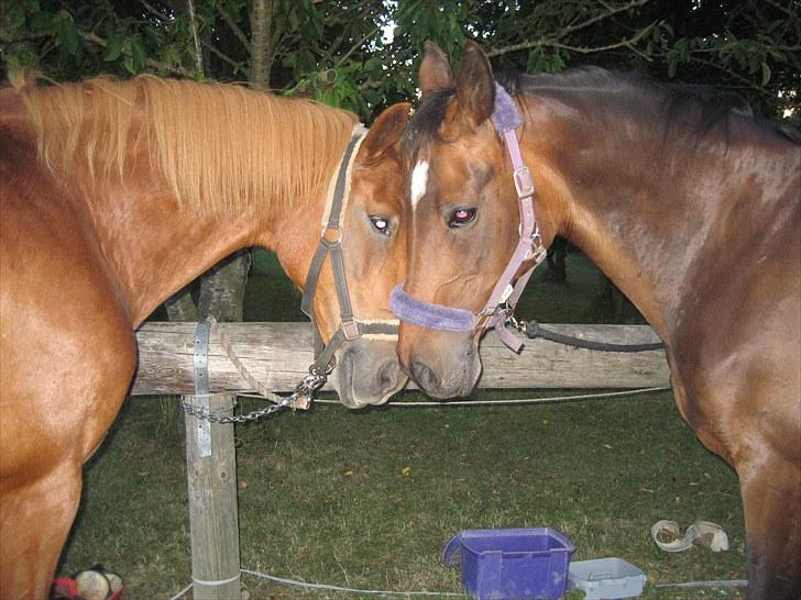 Dansk Varmblod Kiki "lynild" vogt - Kiki og Lanet efter en lang ridetur billede 9