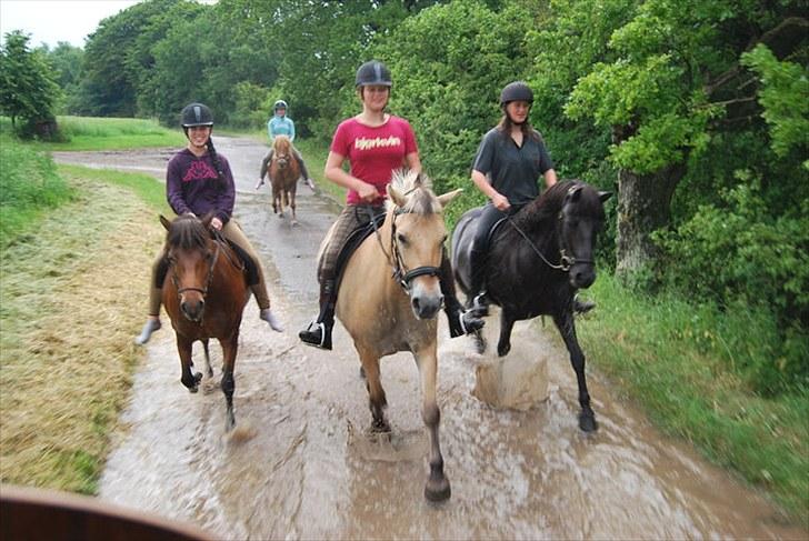 Fjordhest  Ronja - solgt .  - Ridelejr ´10 . her er vi på vej hjem fra Bromme Lillesø, hvor vi havde taget 4 heste med, som vi nogle af os red på. Resten blev kørt i hestevogn ;) . Desværre røg vi ind i hagl og regnvejr på vej hjem, derfor er alle så våde :)Foto: Sofie billede 17