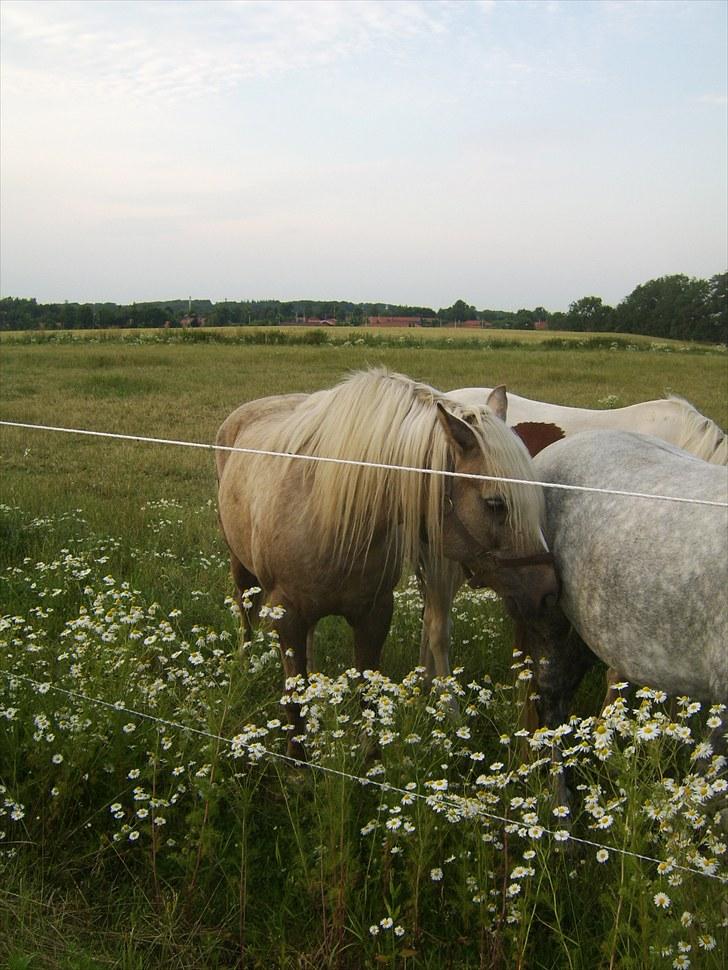 Anden særlig race Cæcar - SOLGT billede 16