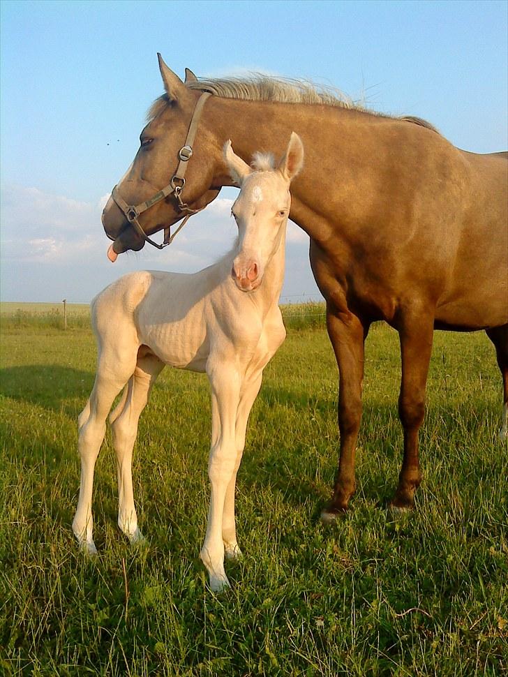 Palomino Stensgaardens Cavanoux billede 1