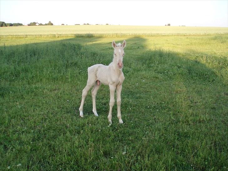Palomino Stensgaardens Cavanoux billede 2