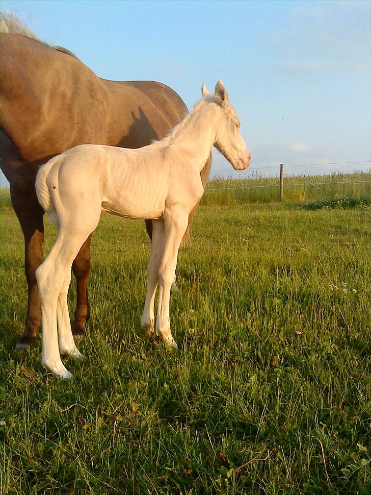 Palomino Stensgaardens Cavanoux billede 3