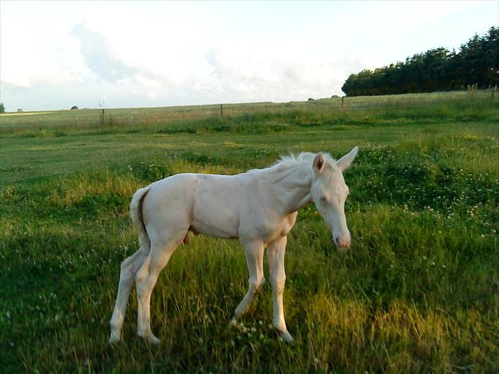 Palomino Stensgaardens Cavanoux billede 4
