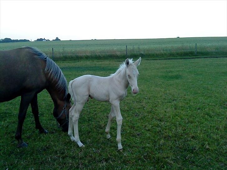 Palomino Stensgaardens Cavanoux billede 5