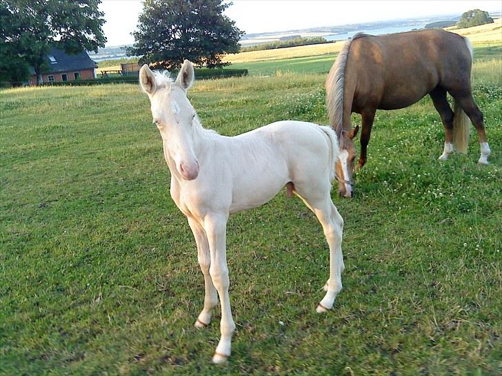 Palomino Stensgaardens Cavanoux billede 6