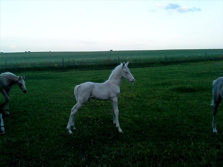 Palomino Stensgaardens Cavanoux billede 7