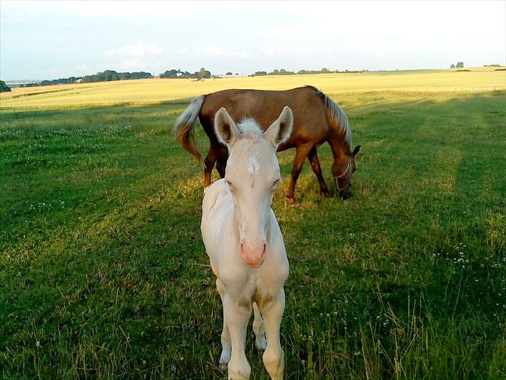 Palomino Stensgaardens Cavanoux billede 8