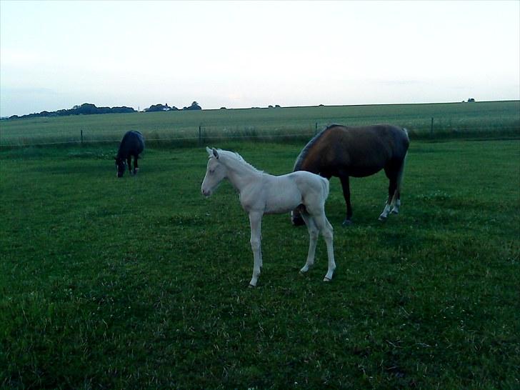 Palomino Stensgaardens Cavanoux billede 9