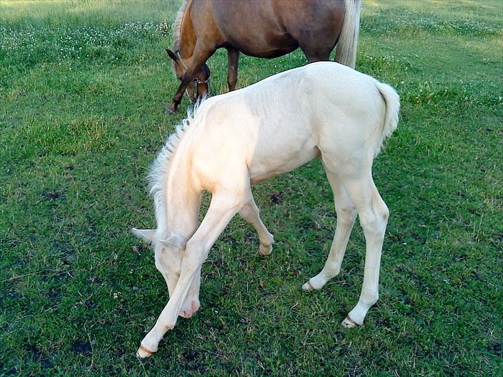 Palomino Stensgaardens Cavanoux billede 10