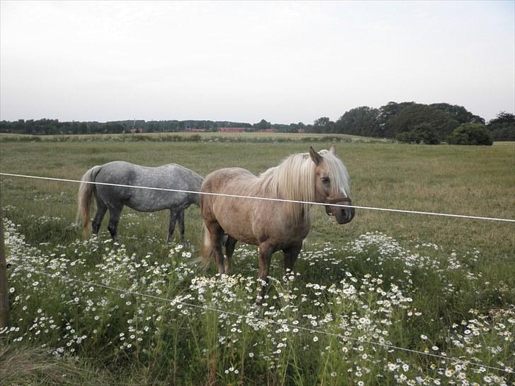 Anden særlig race Cæcar - SOLGT billede 17