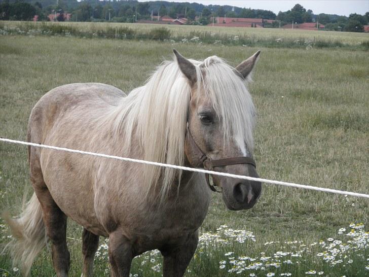 Anden særlig race Cæcar - SOLGT billede 18