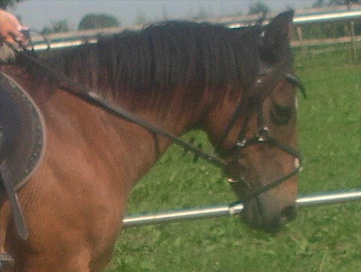 DSP Milan *min med søs* - du er for sej <3 elsker dig <3 dressur d. 21 tror jeg :D foto cille. billede 13
