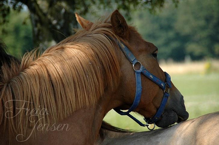 New Forest Magic Skønager | Passer - "Skal jeg klø dig Tjalfe?" - Han er også hjælpsom | Foto: Freia Jensen(Mig) | MÅ IKKE KOPIERES! billede 12