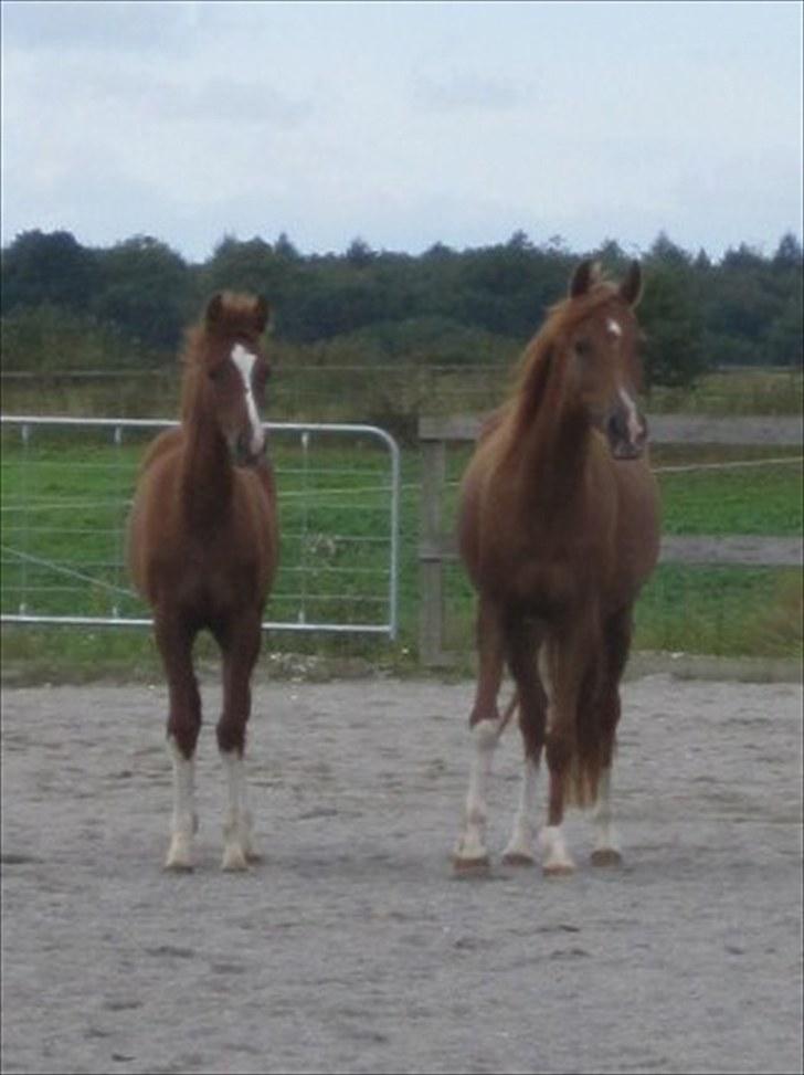 Arabisk fuldblod (OX) Cado`s Miss Sidonia ox billede 12