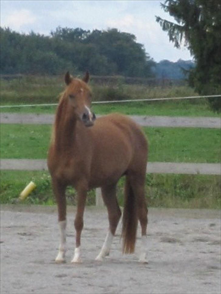 Arabisk fuldblod (OX) Cado`s Miss Sidonia ox billede 13