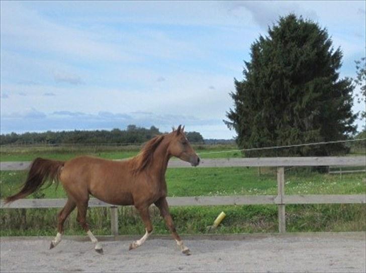 Arabisk fuldblod (OX) Cado`s Miss Sidonia ox billede 14