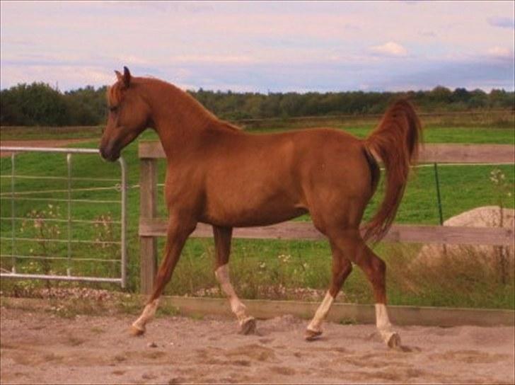 Arabisk fuldblod (OX) Cado`s Miss Sidonia ox billede 15