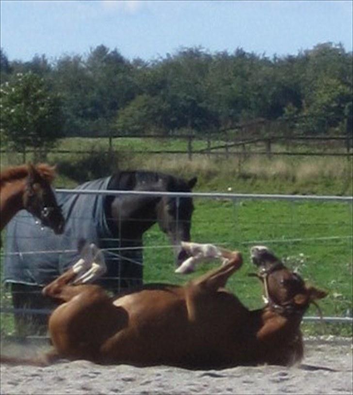 Arabisk fuldblod (OX) Cado`s Miss Sidonia ox billede 16